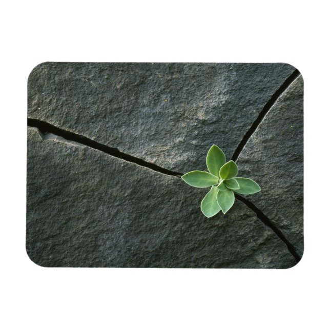 Ímã Planta crescendo em rocha rachada (Horizontal)
