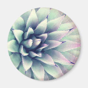 Imã Planta da agave