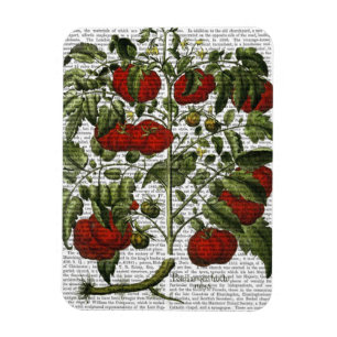 Ímã Planta de tomate