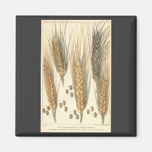 Imã Planta De Trigo Resistente À Seca, Agricultura De