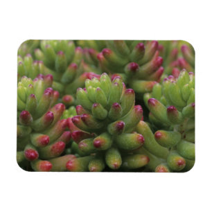 Ímã planta Sedum, Museu do Deserto de Arizona-Sonora,