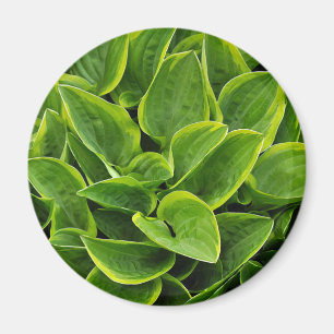 Imã Planta verde bonita do hosta