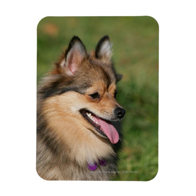 Ímã Plantação de Captura de Pomerânia (Vertical)