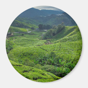 Imã Plantação de Chá de Cameron Highlands