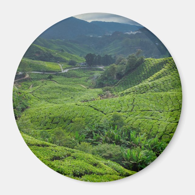 Imã Plantação de Chá de Cameron Highlands (Frente)