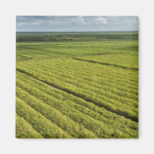 Imã Plantações de Cana-de-açúcar, Guiana