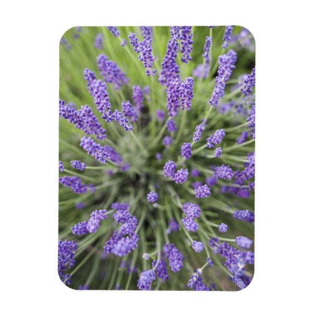 Ímã Plantas de lavanda (Vertical)