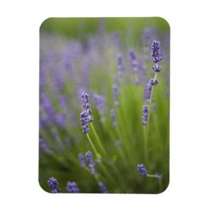 Ímã Plantas de lavanda 2