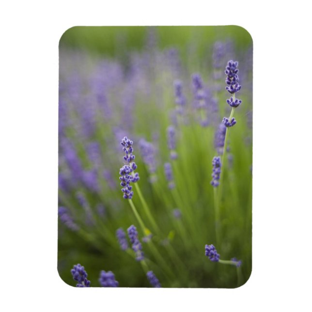 Ímã Plantas de lavanda 2 (Vertical)