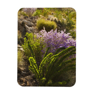 Ímã Plantas do deserto de Chihuahuan em flor