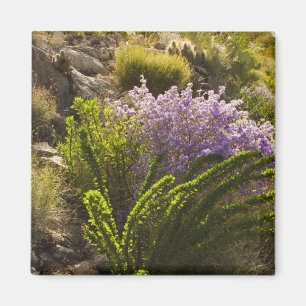 Imã plantas do deserto de Chihuahuan em flor