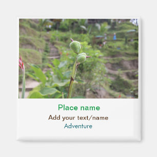 Imã Plantas naturais fotografia água de praia viagem