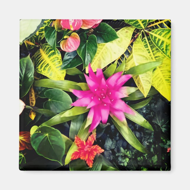Imã Plantas tropicais (Frente)
