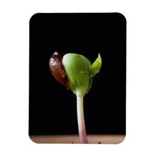 Ímã Plântulas de Apple com escudo da semente
