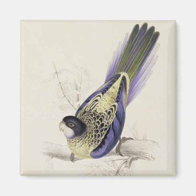Imã Platycercus Brownii, ou Brown's Parrakeet (Placa 2 (Frente)