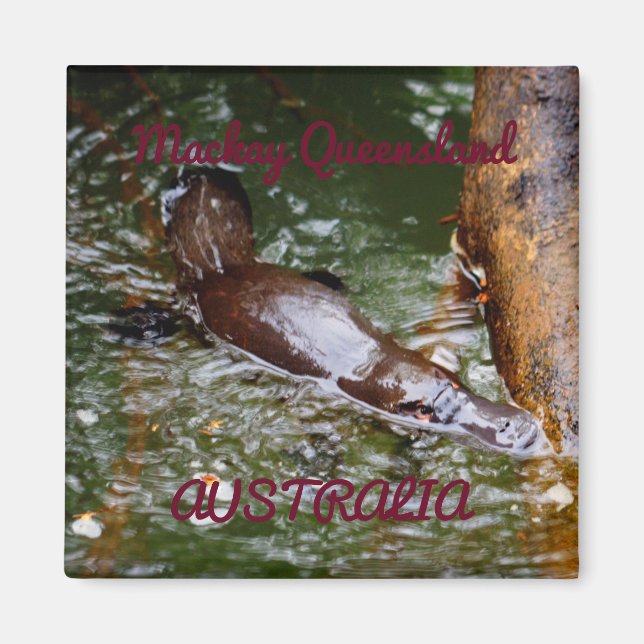 IMÃ PLATYPUS EUNGELLA NATIONAL PARK AUSTRÁLIA (Frente)
