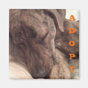 Imã Plott Hound Magnet