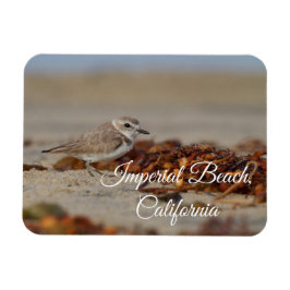 Ímã Plover and Seaweed Imperial Beach, Califórnia