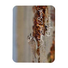 Ímã Plover and Seaweed Imperial Beach, Califórnia