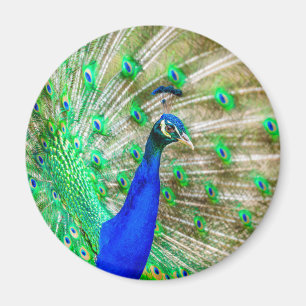 Imã Plumagem de Peacock