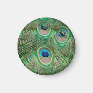 Imã Plumagem de peacock