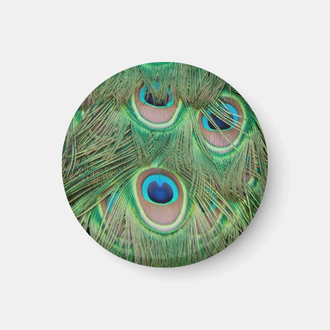 Imã Plumagem de peacock (Frente)