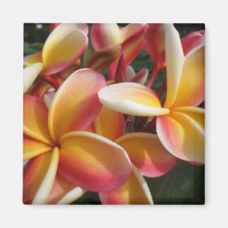 Imã plumeria