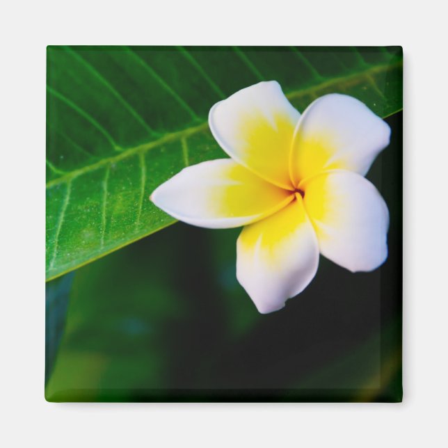 Imã Plumeria (Frente)