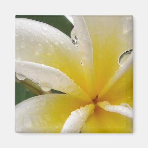 Imã Plumeria amarela