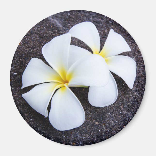 Imã Plumeria Branca Flor Frangipani Floral Lava Rock (Frente)
