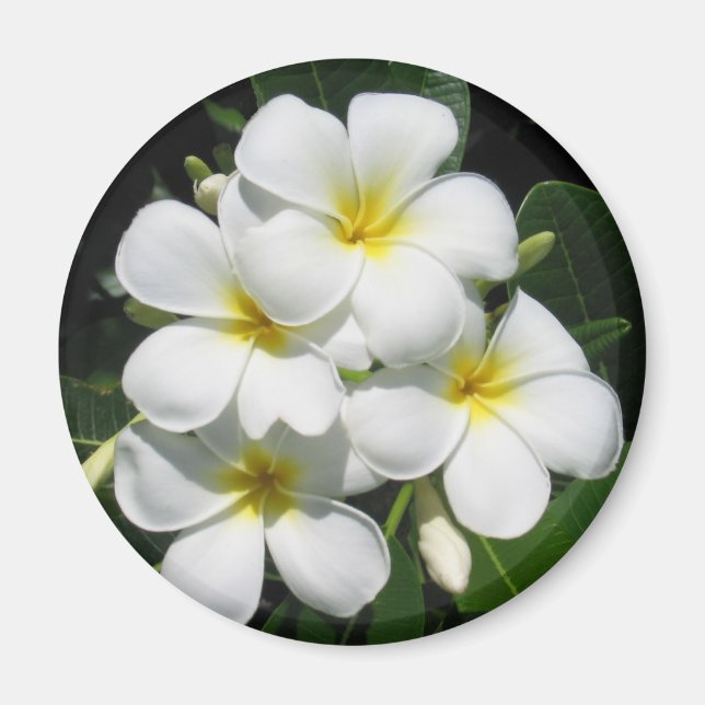 Imã Plumeria Branca no Magnet (Frente)