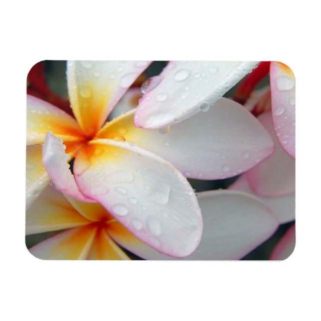 Ímã Plumeria Flowers Magnet (Horizontal)