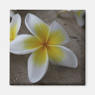 Imã Plumeria - Frangipani Fotografia Floral