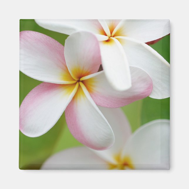 Imã Plumeria Frangipani Hawaii Flor Vazio Personalizad (Frente)
