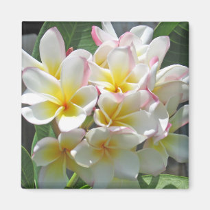 Imã Plumeria Magnet