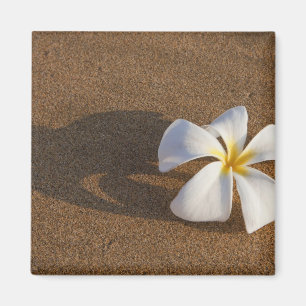Imã Plumeria na praia arenosa, Maui, Havaí, EUA