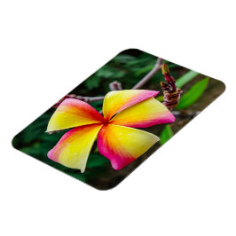 Ímã Plumeria rubra