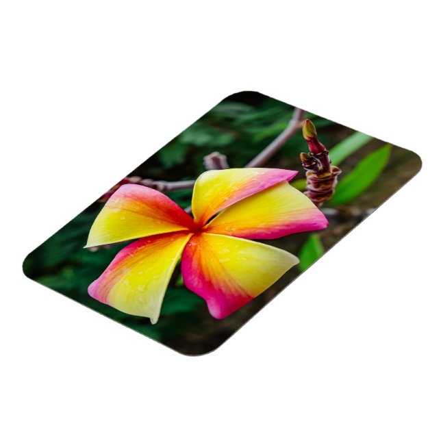 Ímã Plumeria rubra (Left Side)