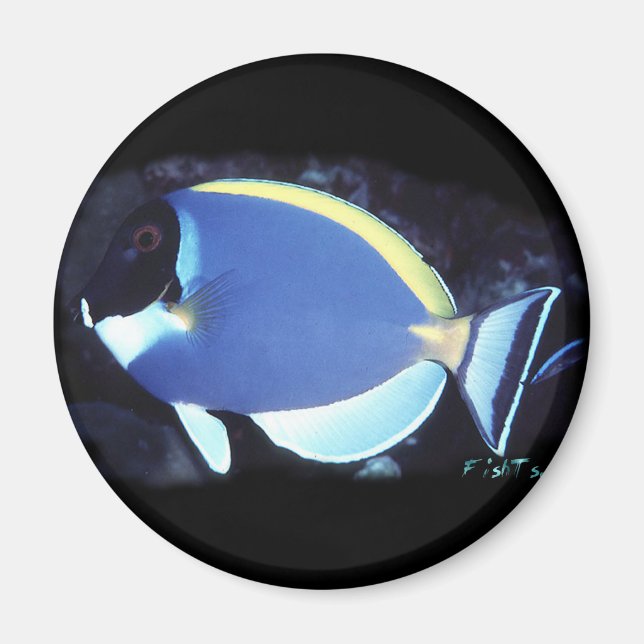 Imã Pó Blue Tang (Frente)