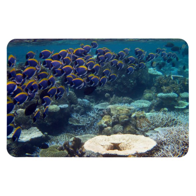 Ímã Pó - Peixe Cirurgião Azul (Horizontal)
