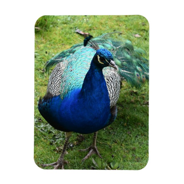 Ímã Poder do Pavão Real (Vertical)