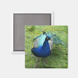 Imã Poder do Pavão Real