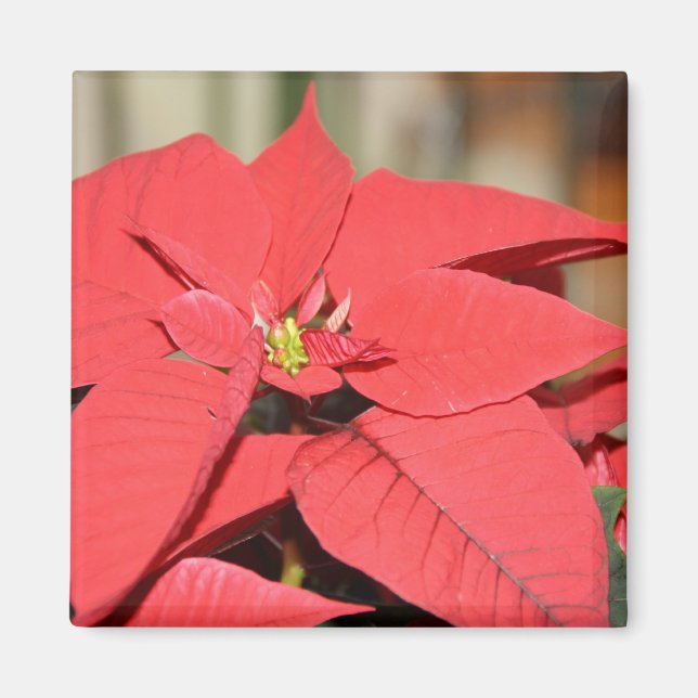 Imã Poinsettia (Frente)