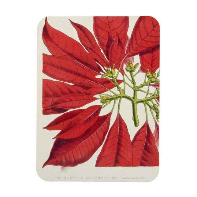 Ímã Poinsettia Pulcherrima (lito colorido) (Vertical)
