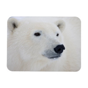 Ímã Polar Bear Churchill