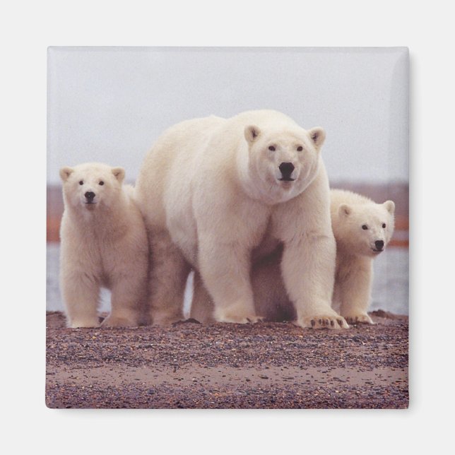 Imã Polar Bear Family (Frente)