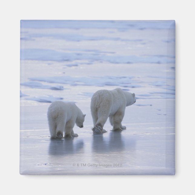 Imã Polar Bear Mãe e Cubo (Frente)