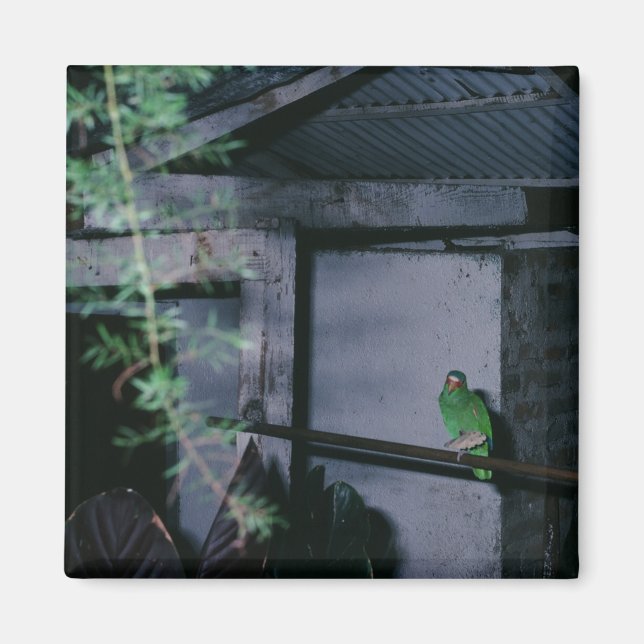 Imã Polly Local Green Paprot Honduras (Frente)