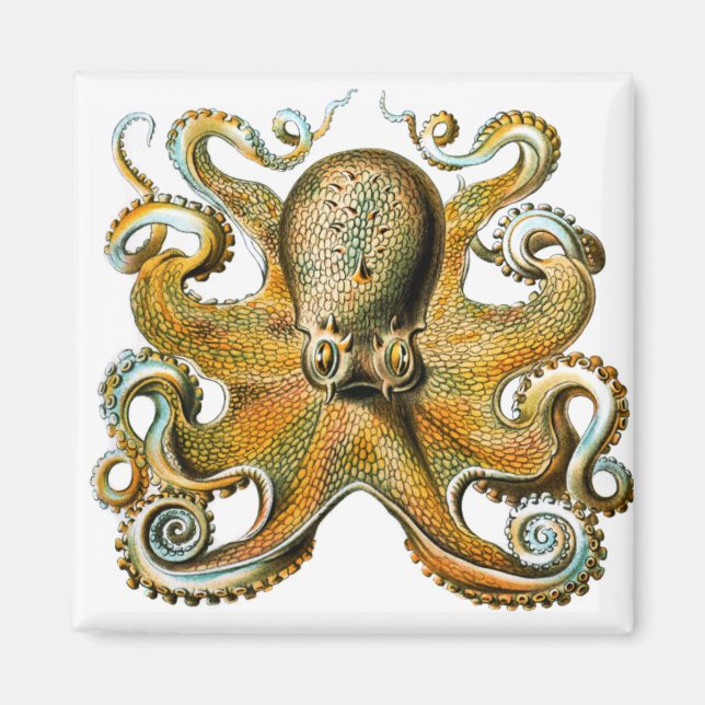 Imã polvo de ernst haeckel (Frente)