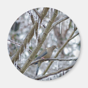 Imã Pomba de lamentação